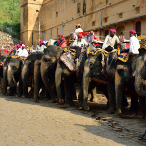 India_2016 (70)