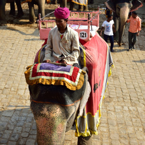 India_2016 (71)