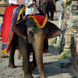 India_2016 (72)