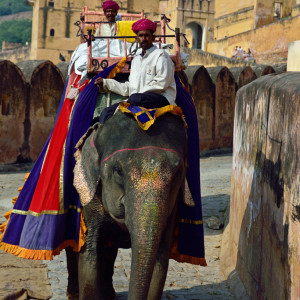 India_2016 (74)