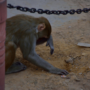India_2016 (118)