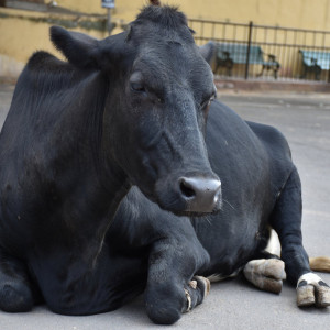India_2016 (120)