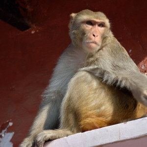 India 2016 (158)
