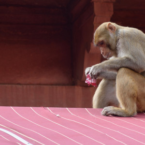 India 2016 (159)