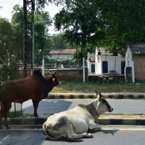 India 2016 (198)