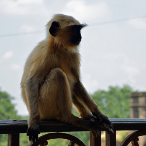 India 2016 (213)