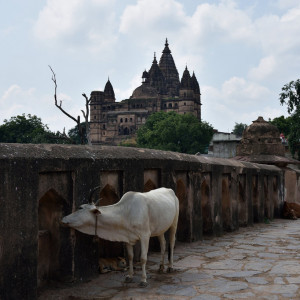 India 2016 (216)