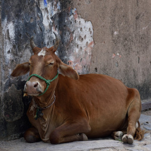 India 2016 (217)