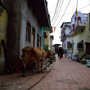 India 2016 (220)