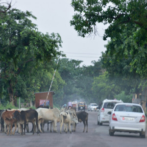 India 2016 (229)