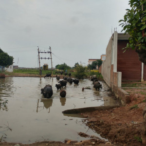 India 2016 (230)