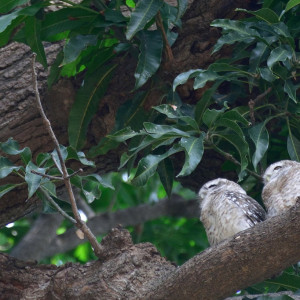 India 2016 (265)