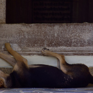 India 2016 (266)