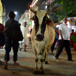 India 2016 (291)