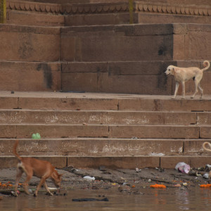 India 2016 (304)