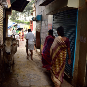India 2016 (322)