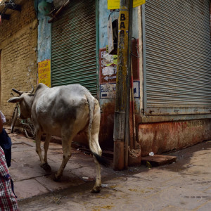 India 2016 (323)