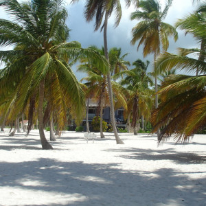 DSC06454