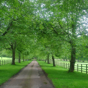 81 - Cawdor