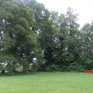 85 - Cawdor