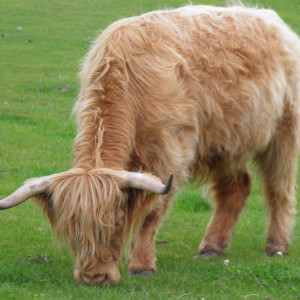 96 - Spey