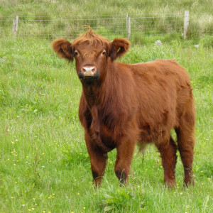 97 - Spey