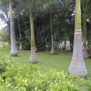 DSC03453