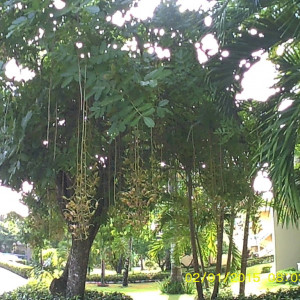 Espaços verdes