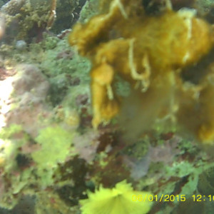 Coral