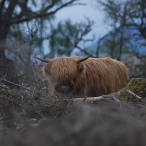 Coos