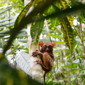 Tarsier