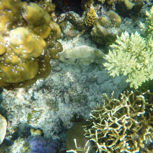 G0062786