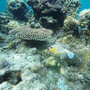 G0112815