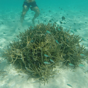 Snorkeling na praia