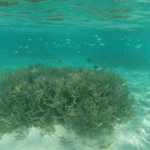 Snorkeling na praia