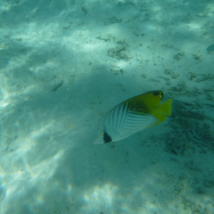 Snorkeling na praia
