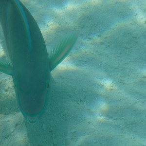 Snorkeling na praia