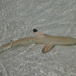 Snorkeling na praia