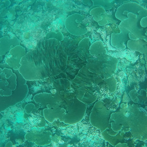 Excursão - Snorkeling