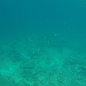 Excursão - Snorkeling