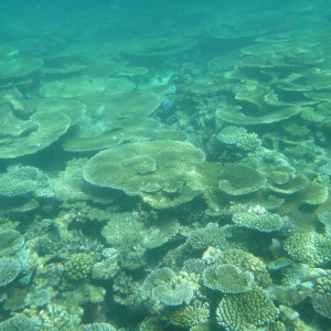 Excursão - Snorkeling