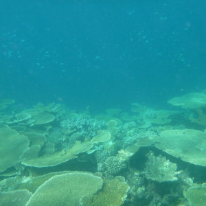 Excursão - Snorkeling