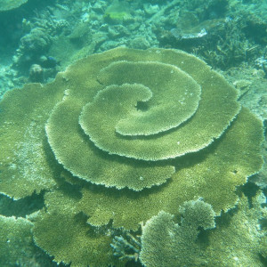 Excursão - Snorkeling
