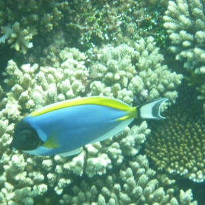 Excursão - Snorkeling
