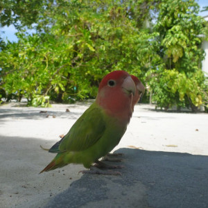 Holiday Island Resort
