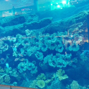 Dubai Mall