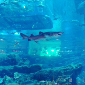 Dubai Mall