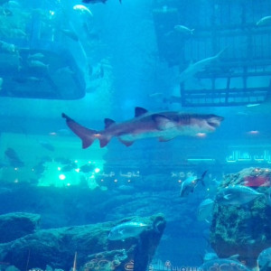 Dubai Mall
