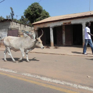 Gâmbia 12 325