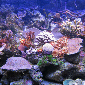 IMG 1721 (Copy) edited 1